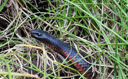 Image of red-bellied black snake