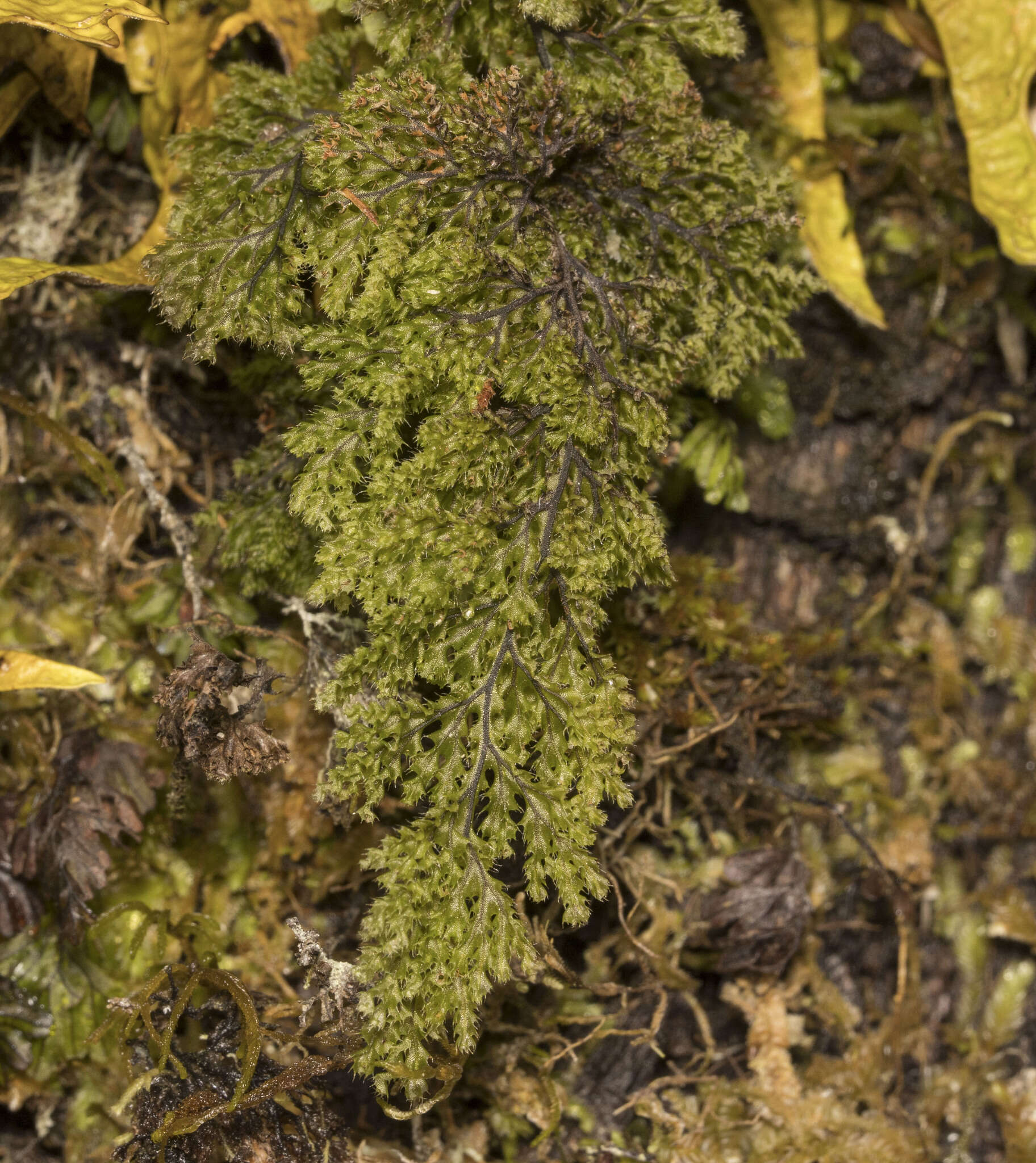Image of Hymenophyllum tortuosum Hook. & Grev.