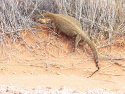 Image of Varanus albigularis angolensis Schmidt 1933