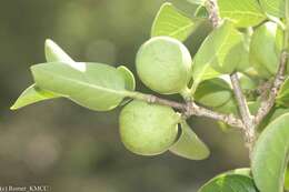 Image of Coffea humbertii J.-F. Leroy