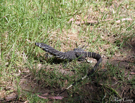 Image of Lace Monitor