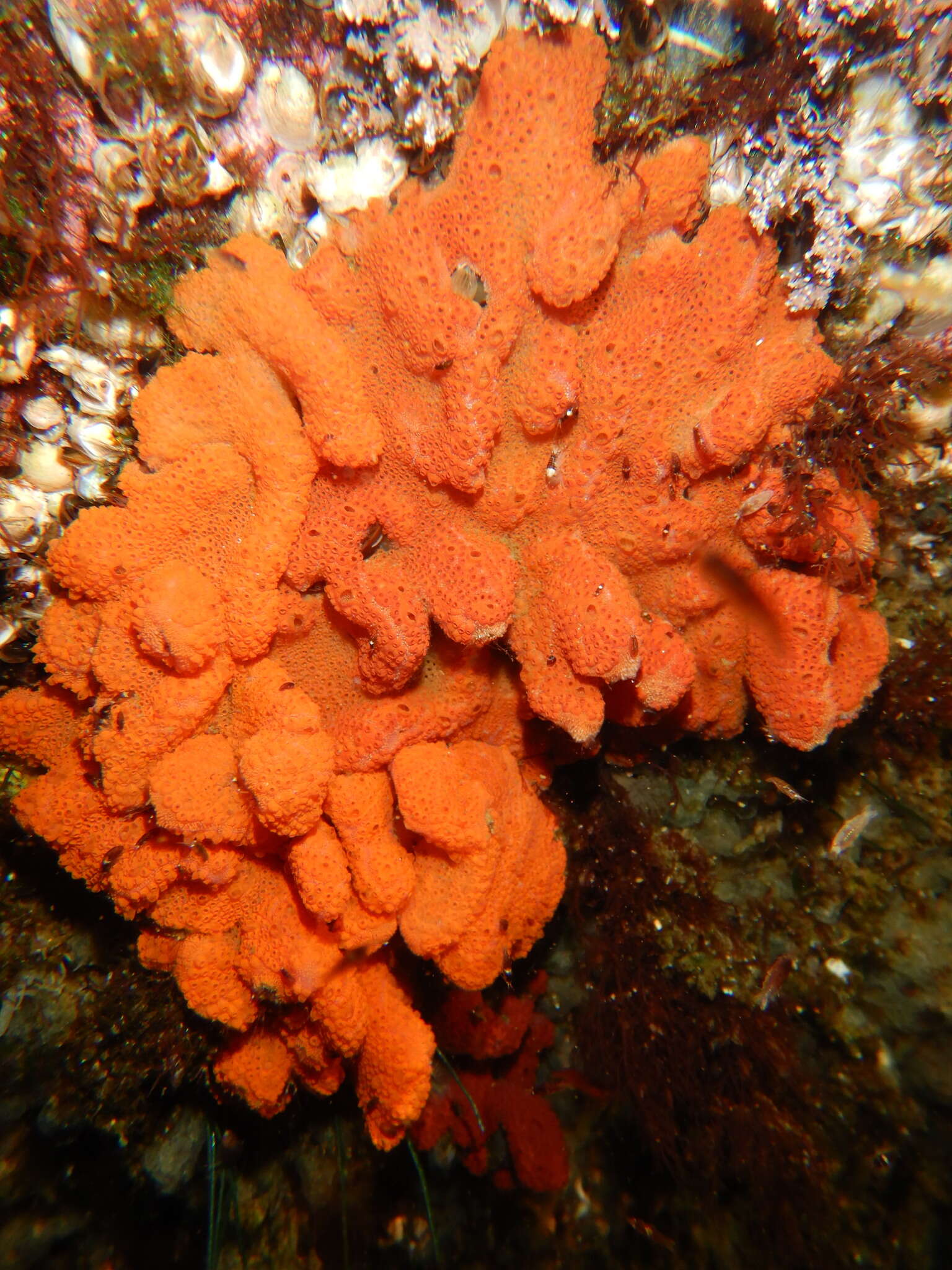 Image of Colonial tunicate