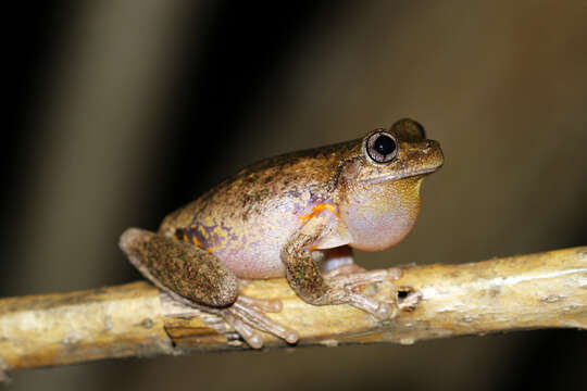 Sivun Litoria peronii (Tschudi 1838) kuva