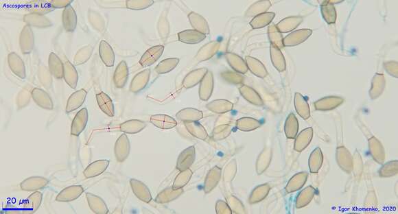 Image of Immersiella caudata (Sacc.) A. N. Mill. & Huhndorf 2004