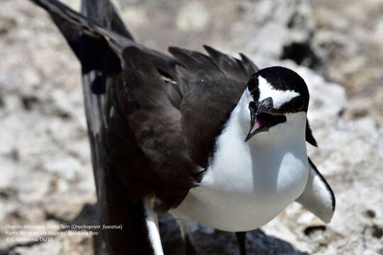 Image of Brown-backed terns