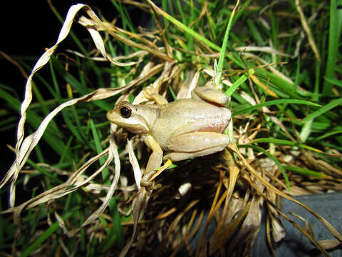 Image of Brown Tree Frog