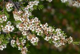 Plancia ëd Kunzea robusta de Lange & Toelken