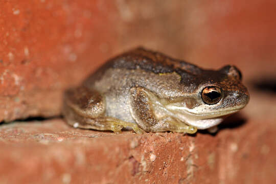 Image of Brown Tree Frog