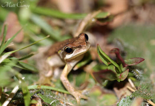 Image of Brown Tree Frog