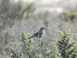 Image of White-throated Cacholote