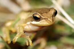Image of Brown Tree Frog