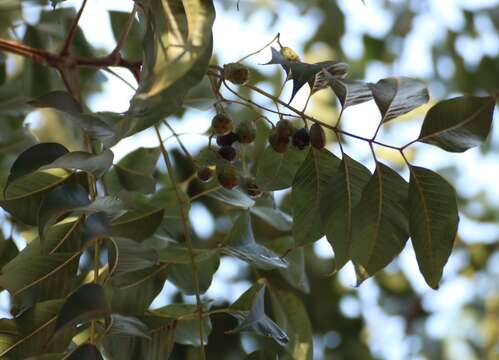 Image of redcedar