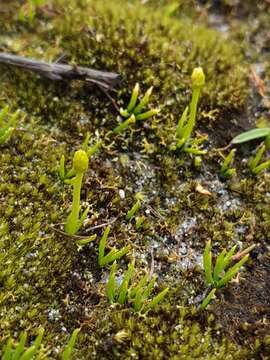 Imagem de Phylloglossum