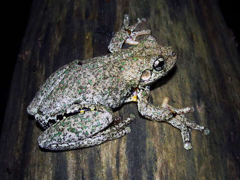 Image of Emerald Spotted Treefrog