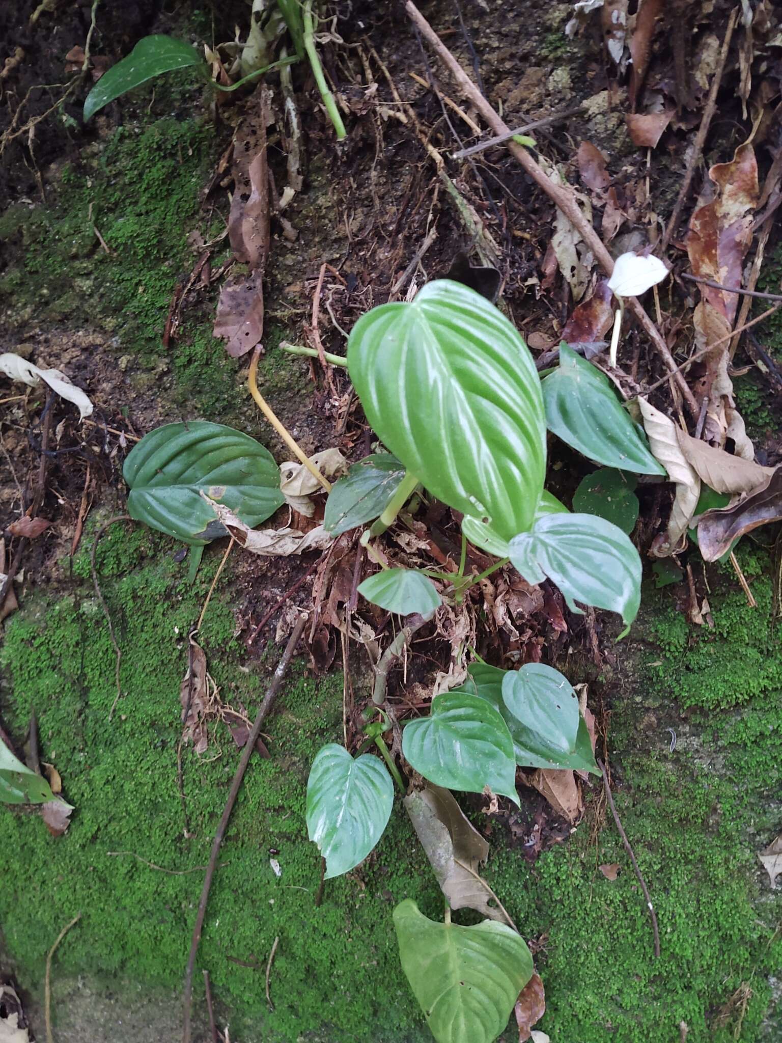 Image of philodendron