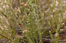 Olearia lepidophylla (Pers.) Benth. resmi