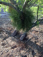 Image of mesquite mistletoe