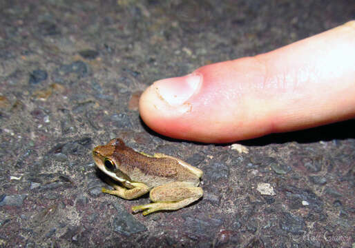 Image of Brown Tree Frog