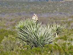 Sivun Yucca faxoniana Sarg. kuva