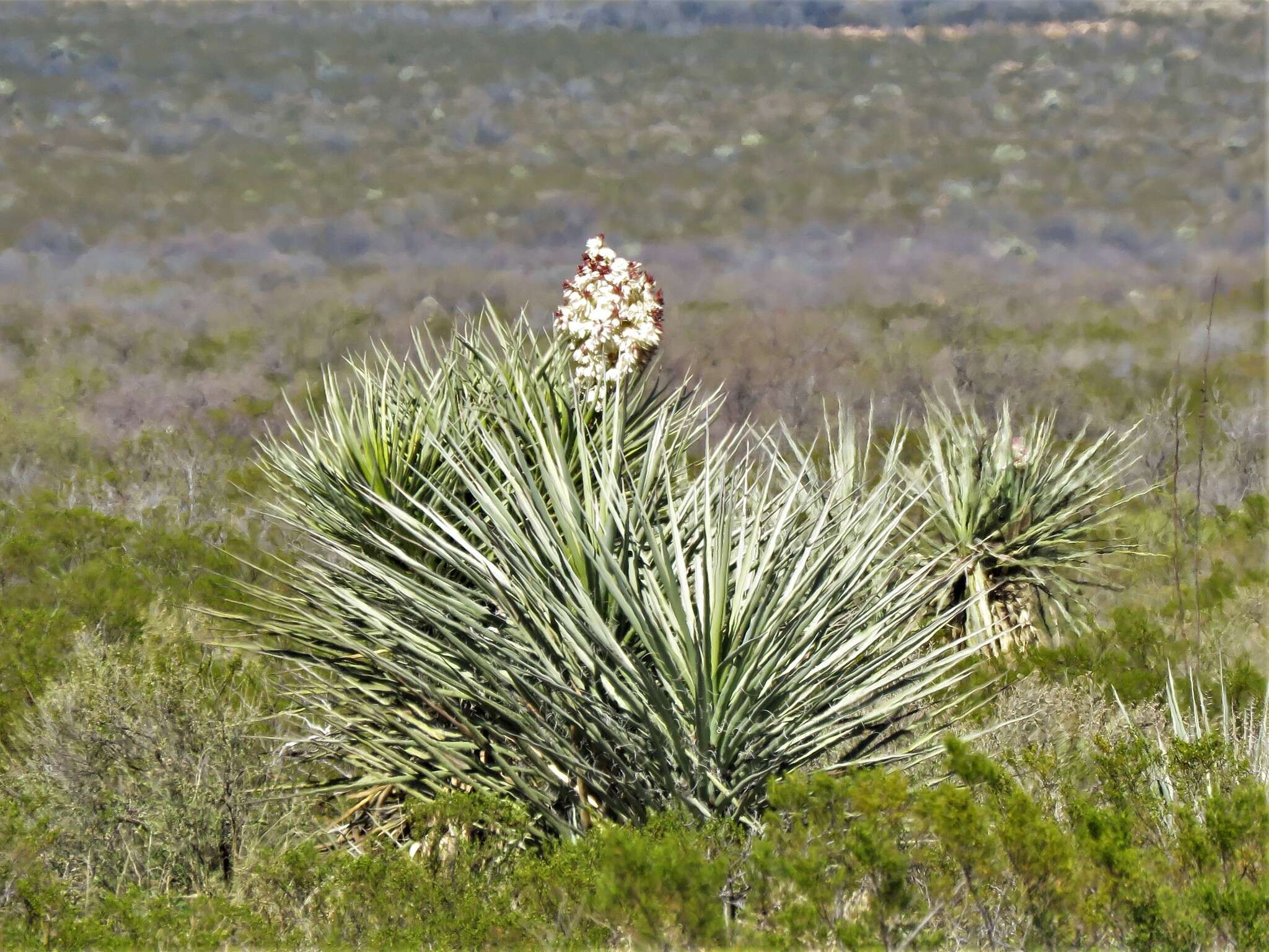 Image de Yucca faxoniana Sarg.