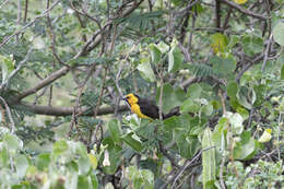 Image of Black-necked Weaver