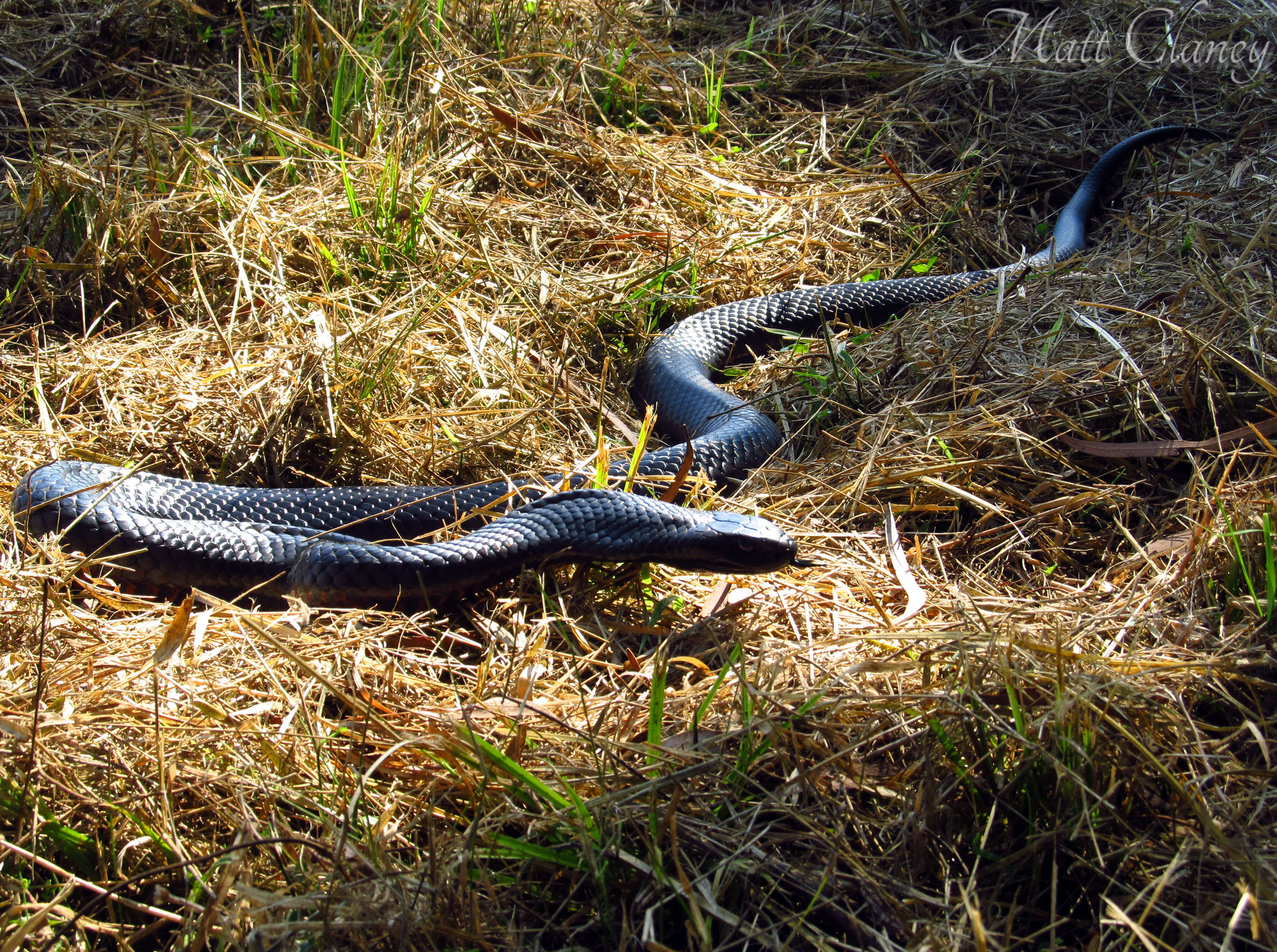 Image of red-bellied black snake