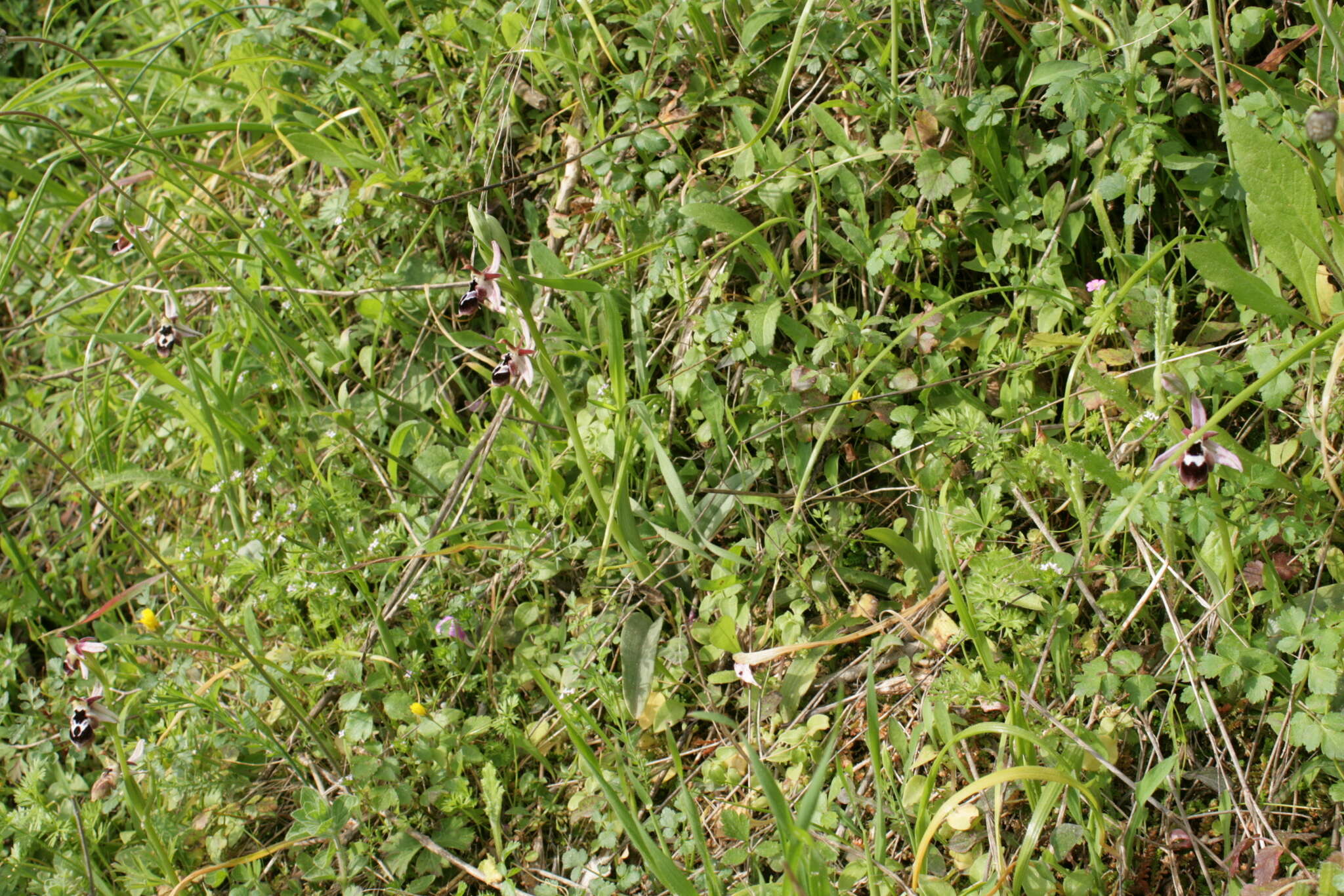 Image of Ophrys reinholdii subsp. reinholdii