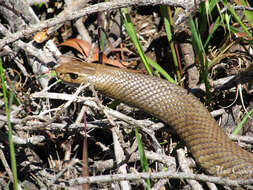 Image of Eastern brown snake