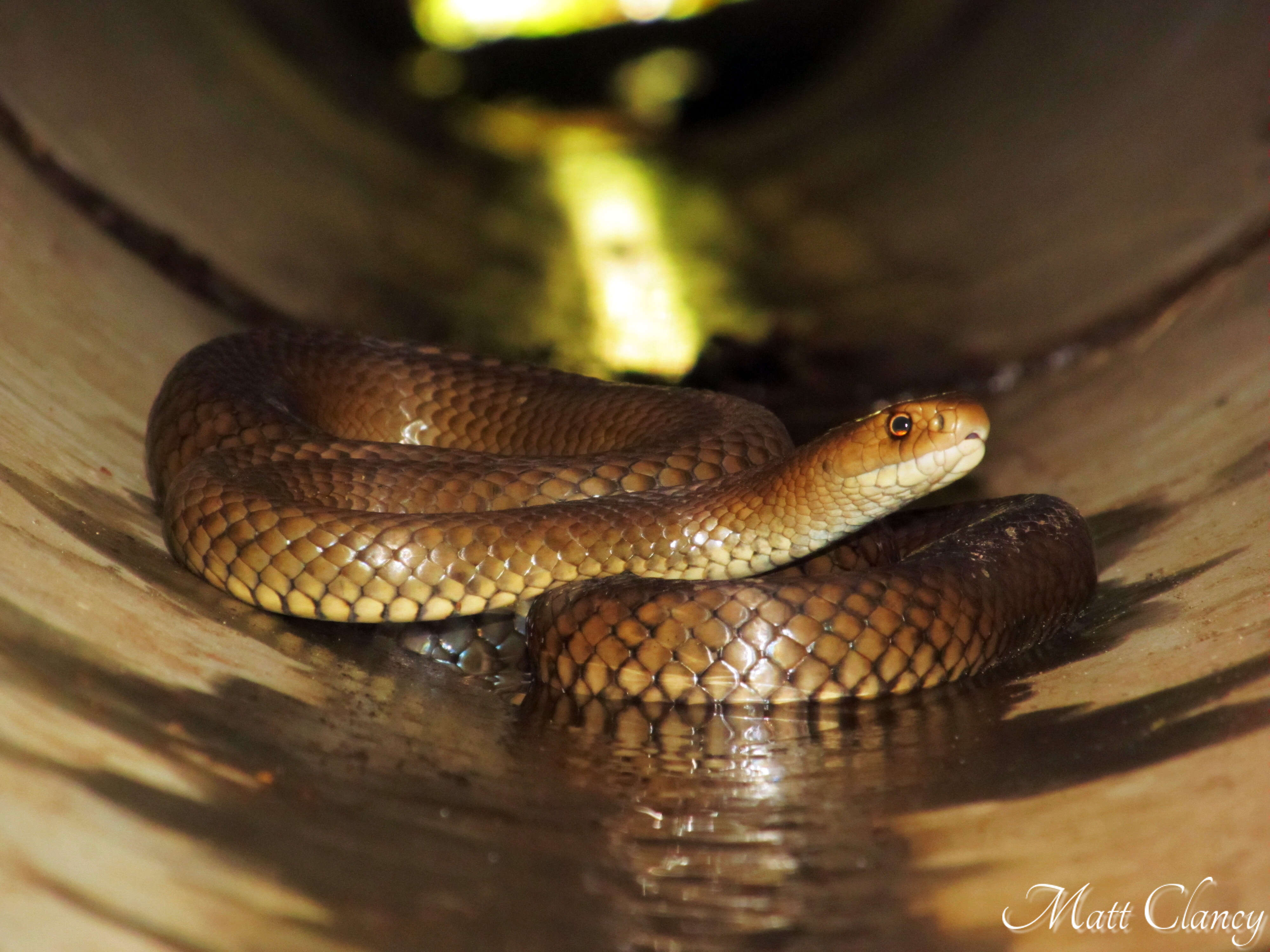 Image of Eastern brown snake