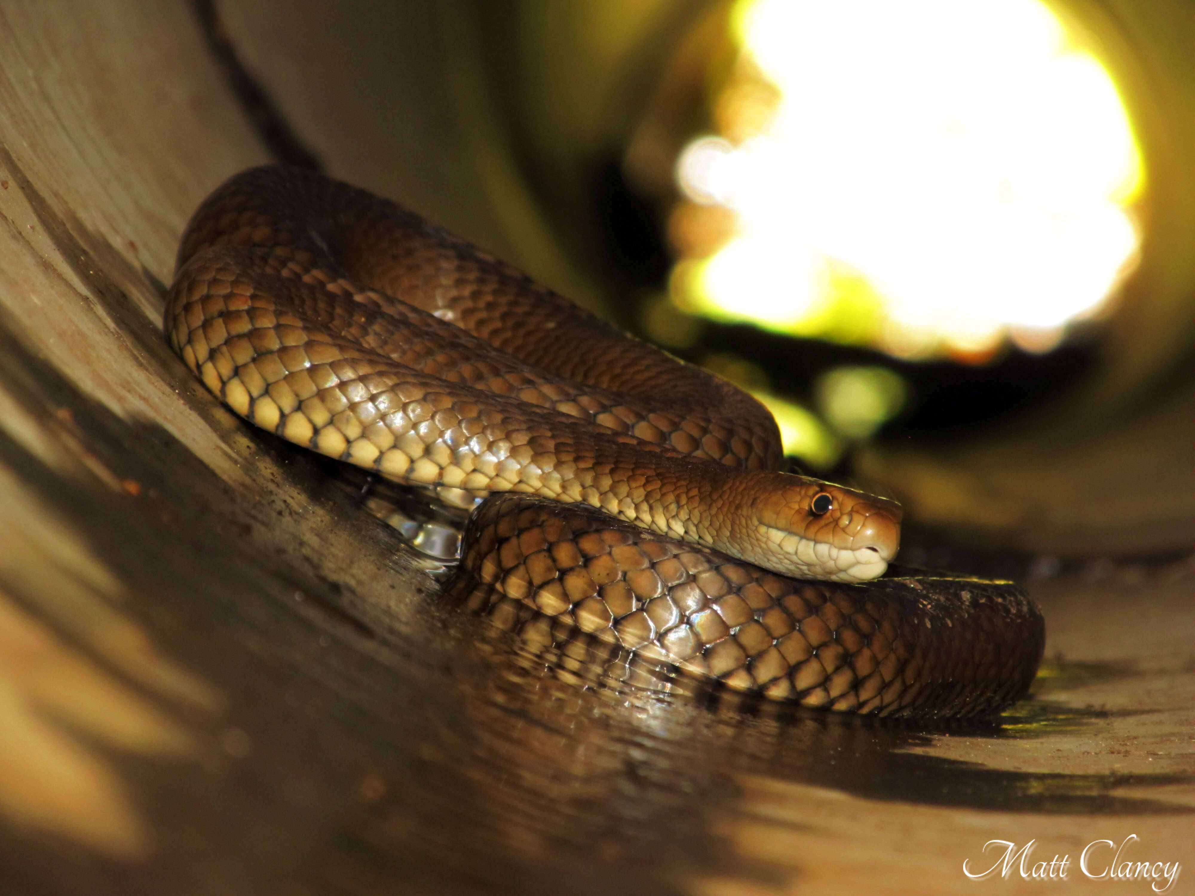 Image of Eastern brown snake