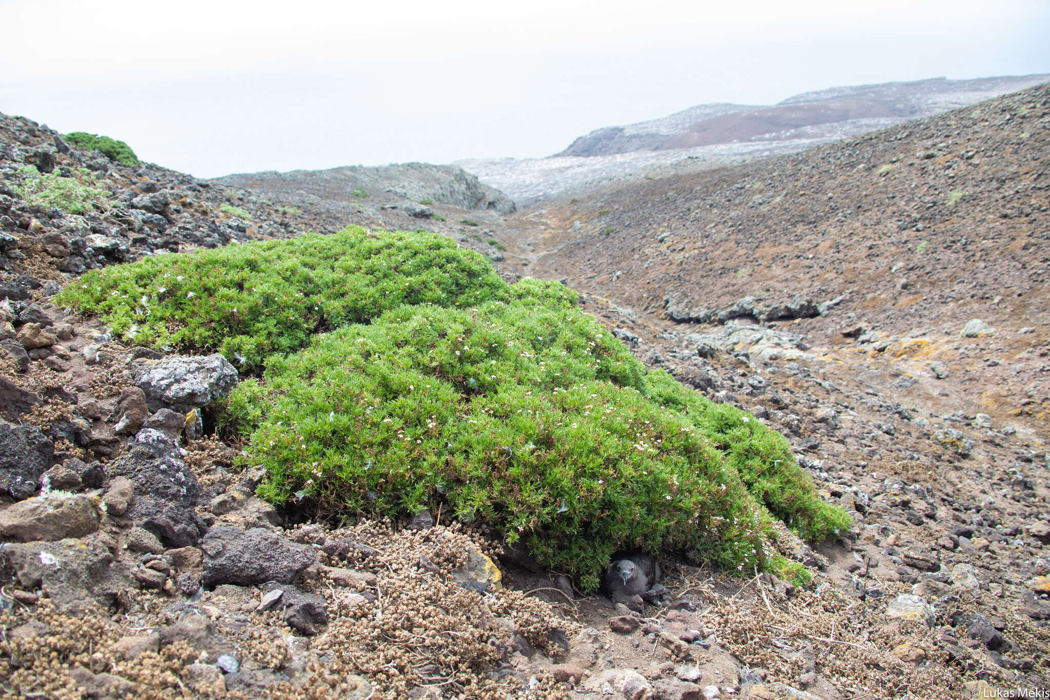 Image of Lycapsus tenuifolius Phil.