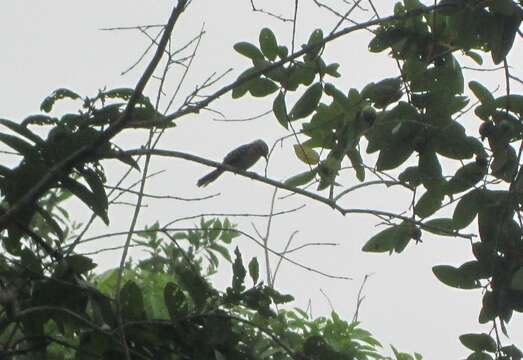 Image of Stripe-backed Wren