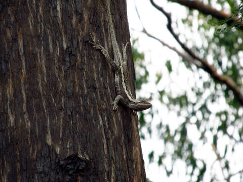 Image of Jacky Lashtail