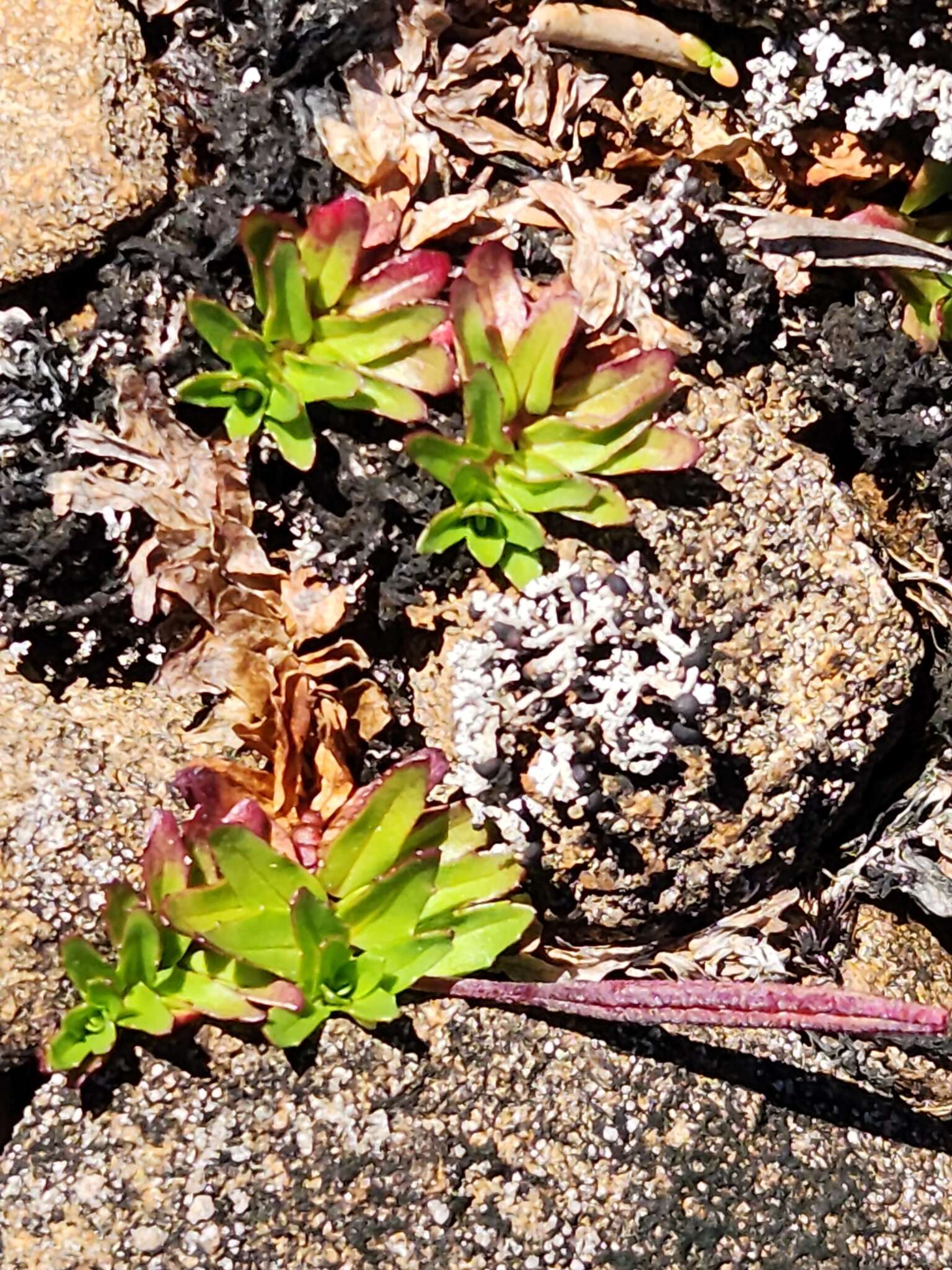 Image of Epilobium willisii Raven & Engelhorn