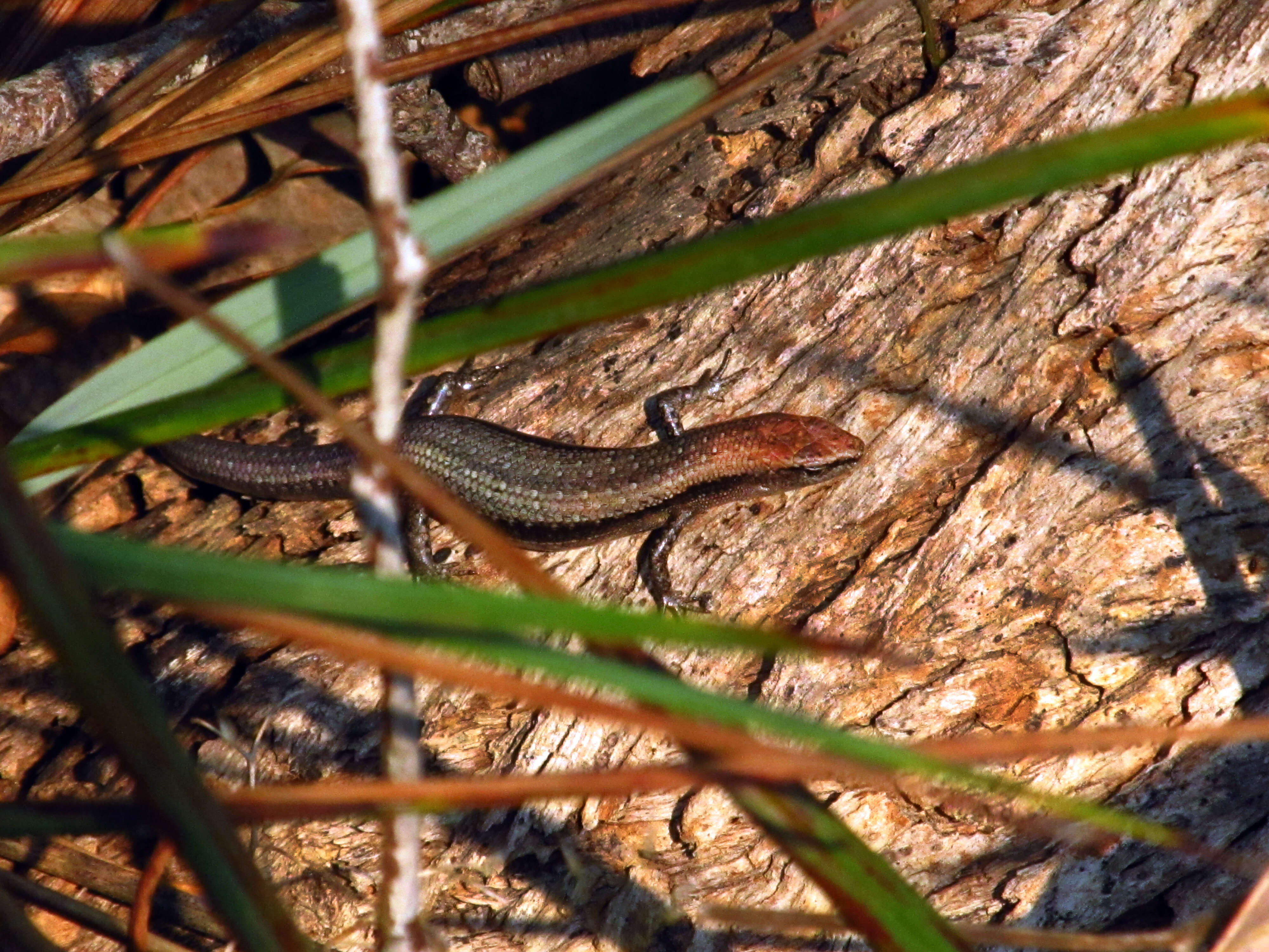 Plancia ëd Lampropholis guichenoti (Duméril & Bibron 1839)