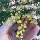Sivun Acacia pubescens (Vent.) R. Br. kuva