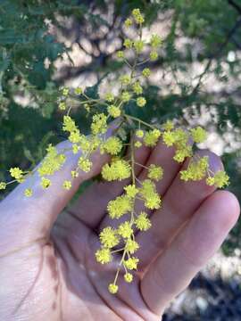 Imagem de Acacia pubescens (Vent.) R. Br.