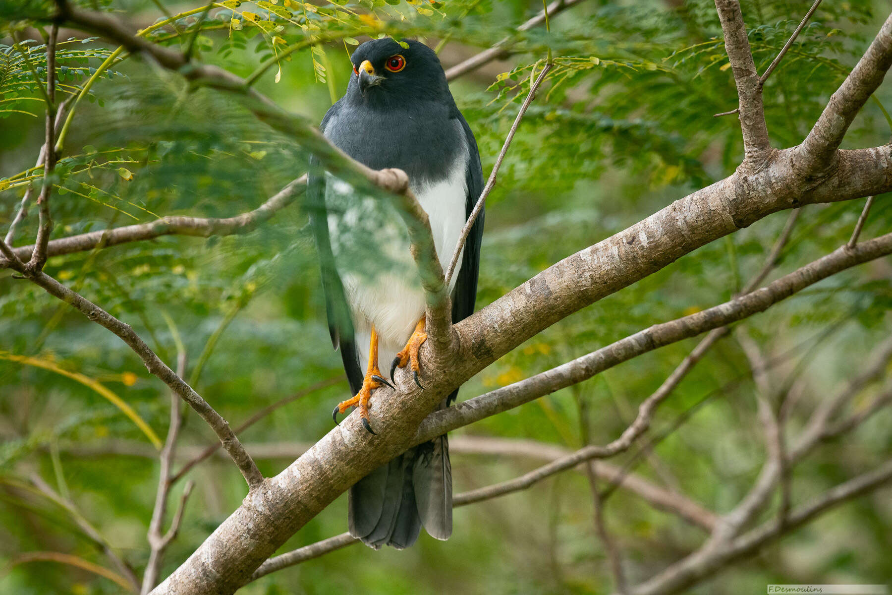 Image of White-bellied Goshawk