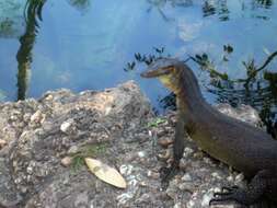 Image of Mertens's Water Monitor