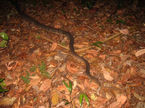 Image of Olive Python