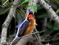 Ispidina picta natalensis (Smith & A 1832)的圖片