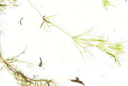 Image of Compact Stonewort