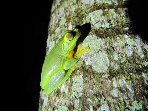 Ranoidea gracilenta (Peters 1869) resmi