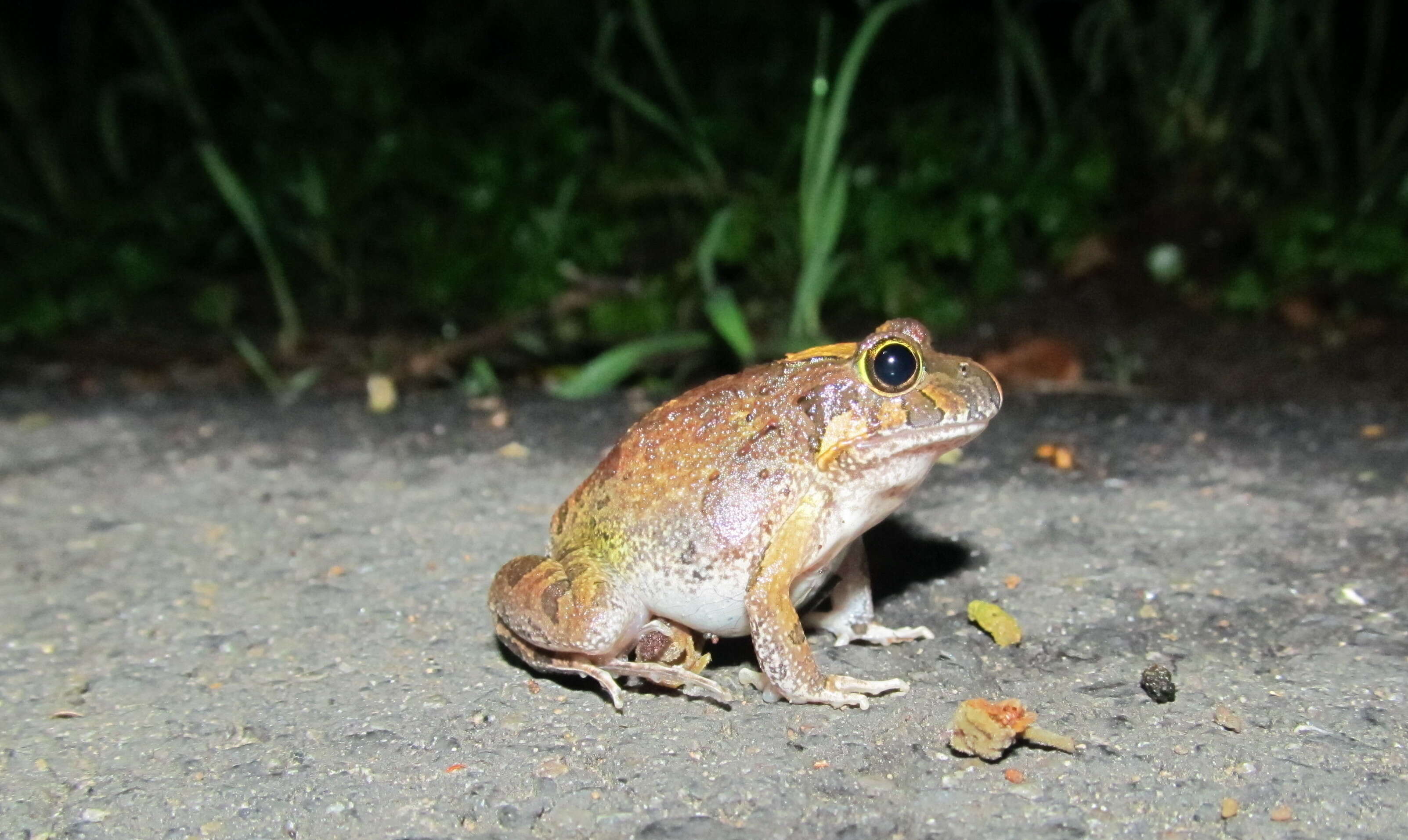 Image of Ornate Burrowing Frog