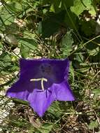 Image of tussock bellflower