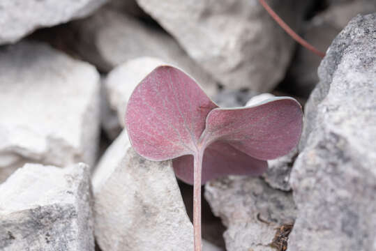 Image of Corydalis hemidicentra Hand.-Mazz.