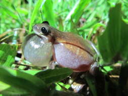 Sivun Litoria rubella (Gray 1842) kuva