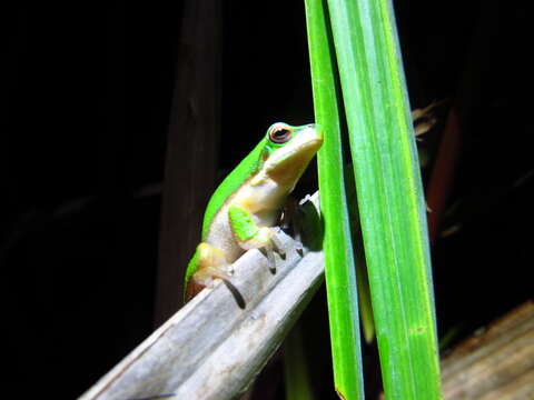 Sivun Litoria fallax (Peters 1880) kuva