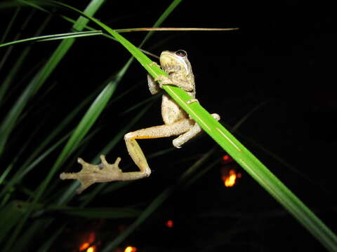 Image of Brown Tree Frog