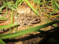 Image of Spotted Grass Frog